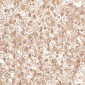Anti-TRAF6 Rabbit Monoclonal Antibody